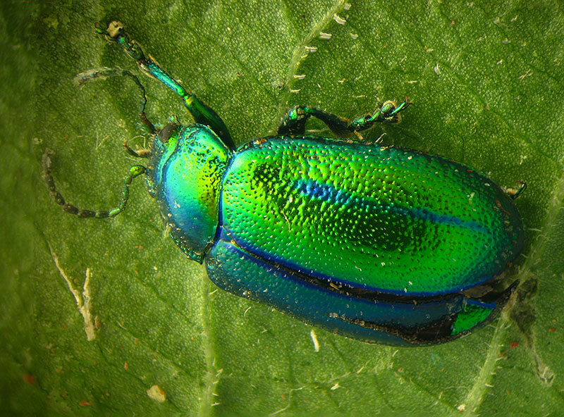 Chrysomelidae: Oreina gloriosa